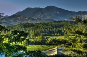 verschillende wijngaarden zijn te bezoeken | Napa Valley